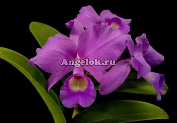 фото Каттлея Скиннера (Cattleya skinneri) Тайвань от магазина магазина орхидей Ангелок