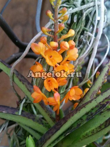 фото Аскоцентрум (Ascocentrum miniatum) от магазина магазина орхидей Ангелок