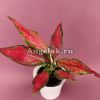 Аглаонема (Aglaonema Cherry Baby)