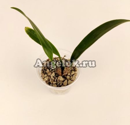 фото Трихопилия мультифлора (Trichopilia multiflora) от магазина магазина орхидей Ангелок