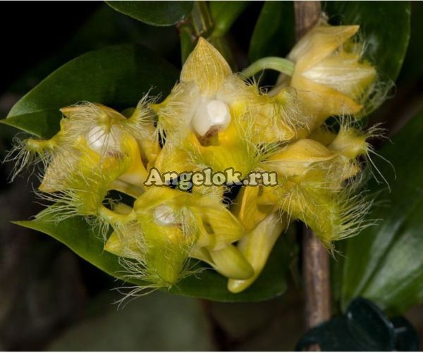 фото Дендробиум Росли (Dendrobium roslii) от магазина магазина орхидей Ангелок