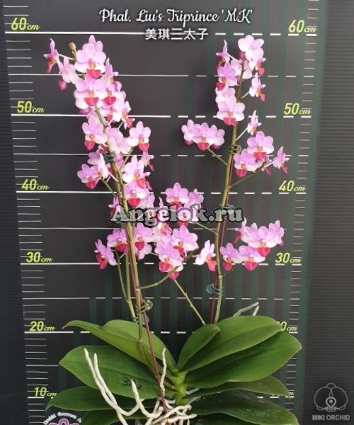 фото Фаленопсис (Phalaenopsis Liu's Triprince 'MK') Тайвань от магазина магазина орхидей Ангелок