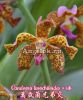 фото Вандопсис (Vandopsis lissochiloides × sib) Тайвань от магазина магазина орхидей Ангелок