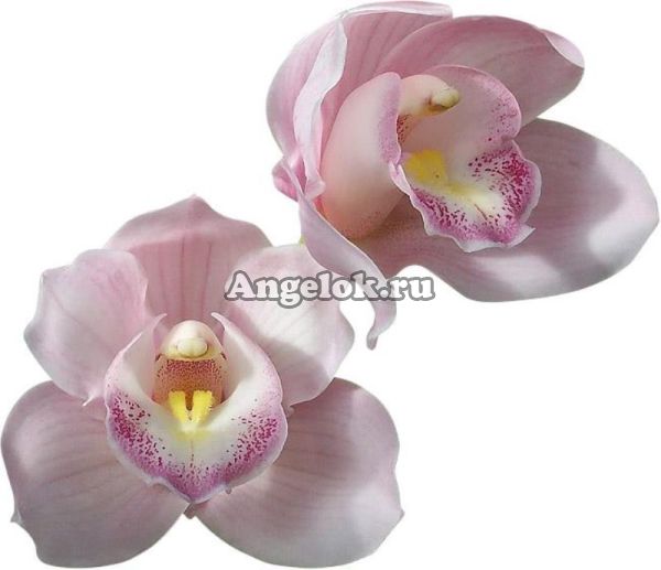 фото Цимбидиум (Cymbidium Ballerina) от магазина магазина орхидей Ангелок