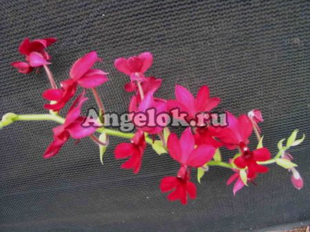 фото Каланта (Calanthe rubens) от магазина магазина орхидей Ангелок