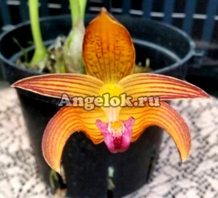 фото Бульбофиллум Лобба (Bulb.lobbii var. Clapotense) Тайвань от магазина магазина орхидей Ангелок