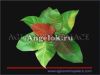 фото Филодендрон Красная Вишня (Philodendron Red Cherry) от магазина магазина орхидей Ангелок