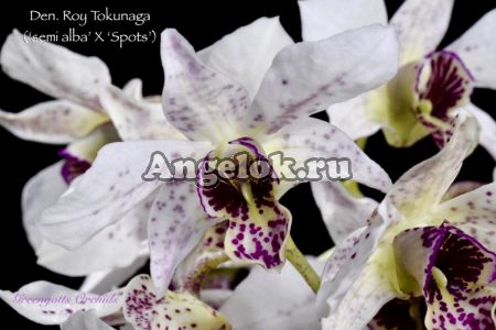 фото Дендробиум (Dendrobium Roy Tokunaga) Тайвань от магазина магазина орхидей Ангелок