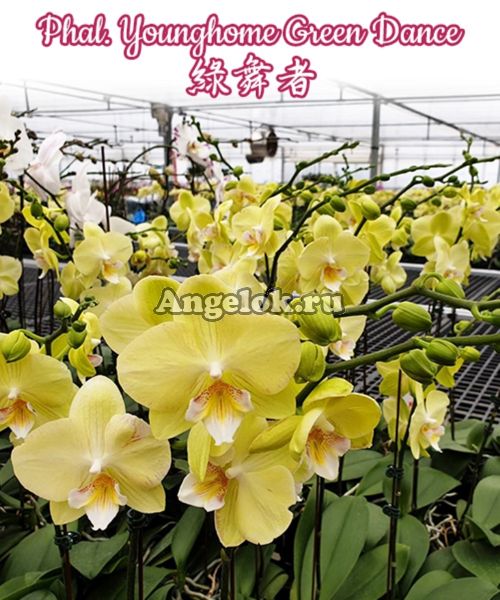 фото Фаленопсис Биг Лип (Phalaenopsis Younghome Green Dance) Тайвань от магазина магазина орхидей Ангелок