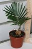 фото Цикас отогнутый (Cycas revoluta) 01 от магазина магазина орхидей Ангелок