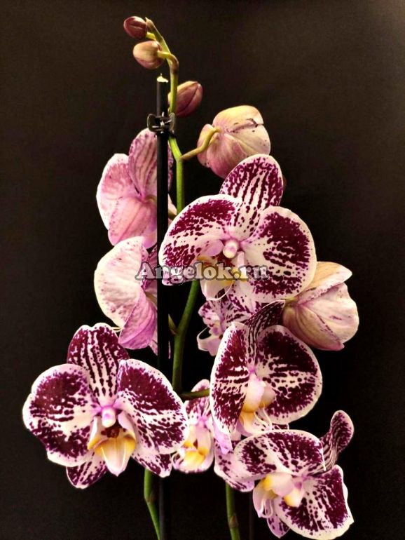 Фаленопсис (Phalaenopsis Phalaenopsis Compilation) — купить в  интернет-магазине Ангелок