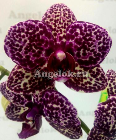 фото Фаленопсис Дикий кот (Phalaenopsis Lioulin Wild Cat) Тайвань от магазина магазина орхидей Ангелок