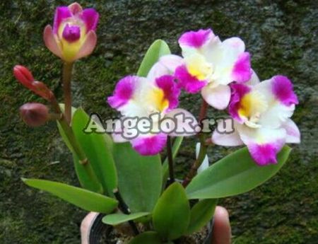 фото Каттлея (Hknsa.Chien Ya Ocean'TM') Тайвань от магазина магазина орхидей Ангелок