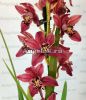 фото Цимбидиум (Cymbidium Peggy Sue 'Five') от магазина магазина орхидей Ангелок
