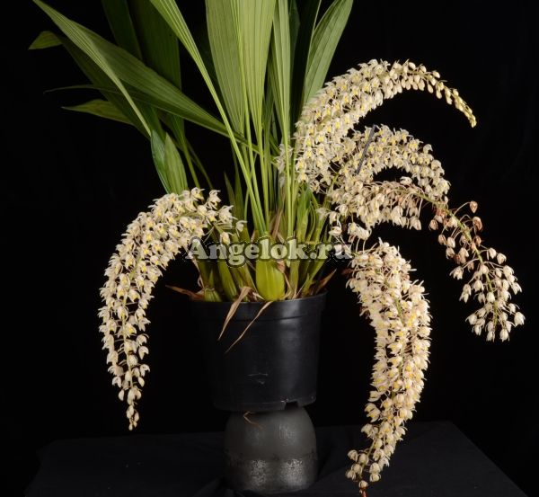 фото Целогина мультифлора (Coelogyne multiflora) от магазина магазина орхидей Ангелок