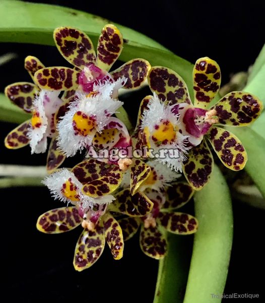 фото Гастрохилус красивый (Gastrochilus bellinus) от магазина магазина орхидей Ангелок