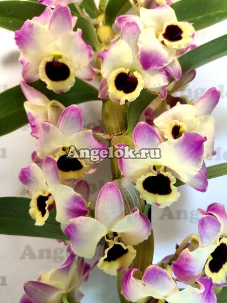 фото Дендробиум нобиле (D.nobile Sunny Eyes) от магазина магазина орхидей Ангелок