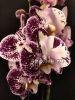 фото Фаленопсис (Phalaenopsis Compilation mutant) от магазина магазина орхидей Ангелок