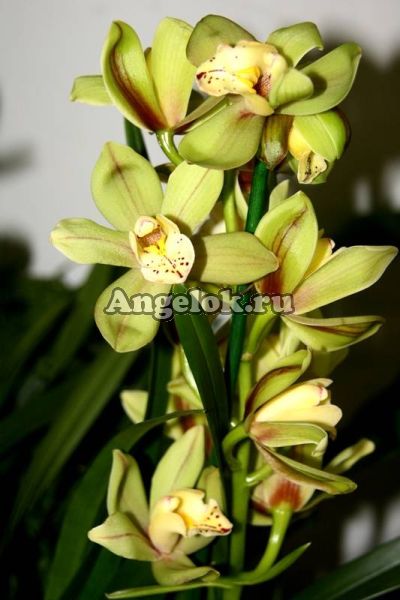 фото Цимбидиум (Cymbidium) c-11 от магазина магазина орхидей Ангелок