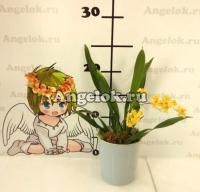 фото Онцидиум Твинкле (Oncidium Twinkle 'Golden Fantasy' ) от магазина магазина орхидей Ангелок