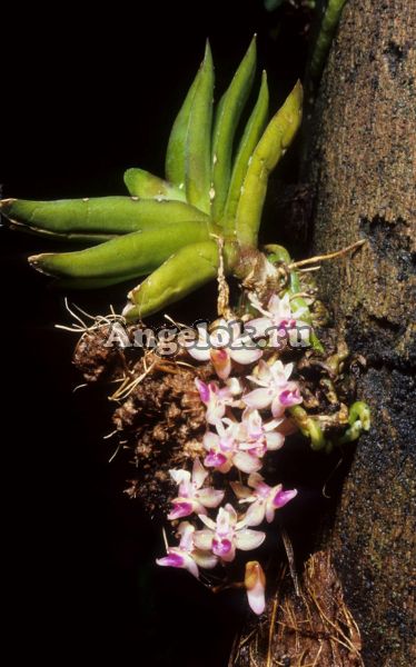 фото Саркоглифис (Sarcoglyphis mirabilis) от магазина магазина орхидей Ангелок