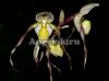 фото Пафиопедилум филиппинский (Paphiopedilum philippinense) от магазина магазина орхидей Ангелок