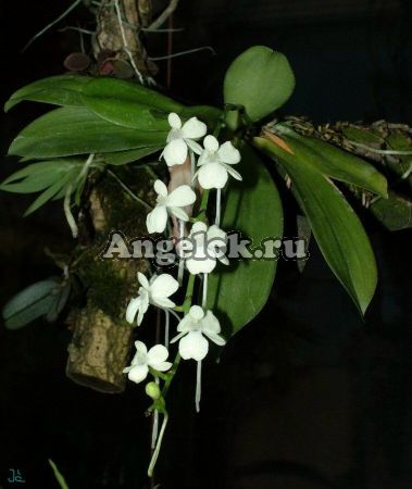фото Аэрангис лимонно-желтый (Aerangis citrata) от магазина магазина орхидей Ангелок
