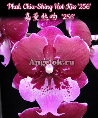 фото Фаленопсис Биг Лип Хот Кисс (Phalaenopsis Chia Shing Hot Kiss '256') Тайвань от магазина магазина орхидей Ангелок