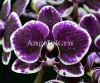 фото Фаленопсис (Phalaenopsis Formosa Cranberry 'TKF1') Тайвань от магазина магазина орхидей Ангелок