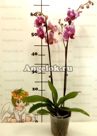 Фаленопсис Вероника (Phalaenopsis Veronica)