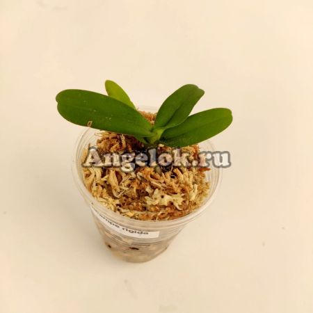 фото Акампе жесткая (Acampe Rigida) Тайвань от магазина магазина орхидей Ангелок