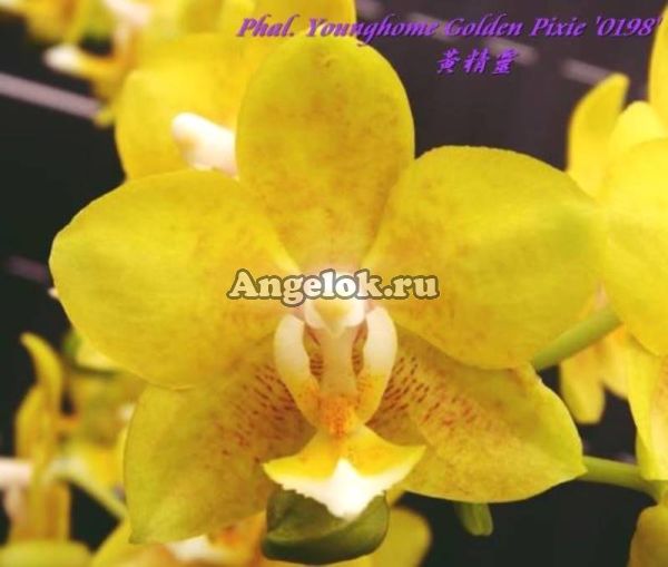 фото Фаленопсис (Phalaenopsis Younghome Golden Pixie '0198') Тайвань от магазина магазина орхидей Ангелок