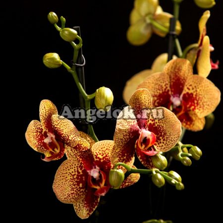 фото Фаленопсис Чармер (Phalaenopsis Charmer) от магазина магазина орхидей Ангелок