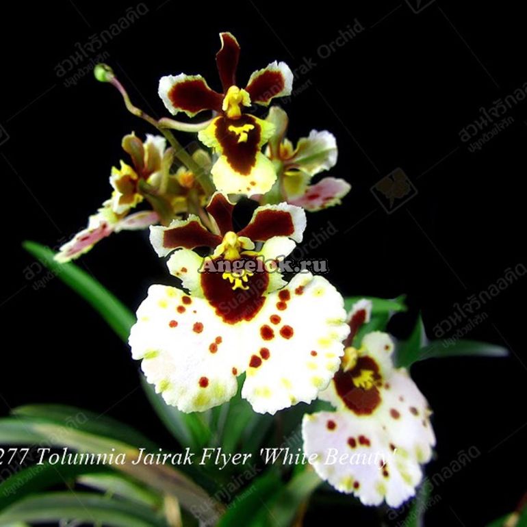 Толумния (Tolumnia White Beauty) Каталог орхидей - фаленопсисов, каттлей, ванд, дендробиумов со всего мира от интернет магазина Ангелок