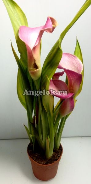 фото Калла (Zantedeschia) розовая от магазина магазина орхидей Ангелок