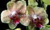фото Фаленопсис Майя (Phalaenopsis Maya) от магазина магазина орхидей Ангелок