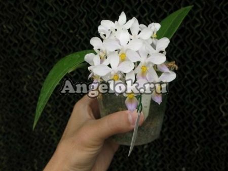 фото Фаленопсис (P.equestris var.blue) Тайвань от магазина магазина орхидей Ангелок