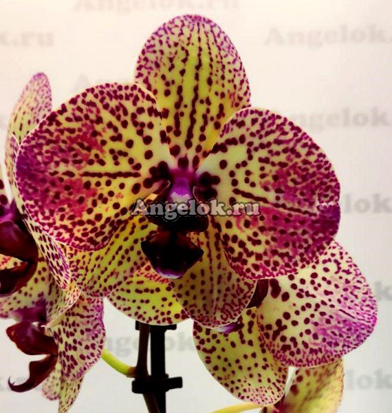 фото Фаленопсис Клеопатра (Phalaenopsis Kleopatra) от магазина магазина орхидей Ангелок