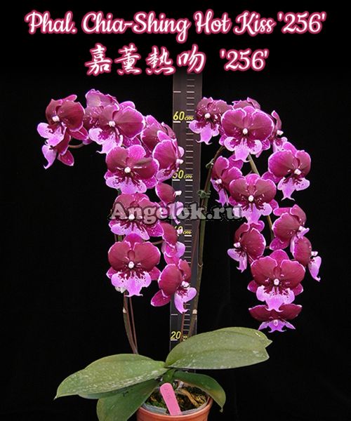 фото Фаленопсис Биг Лип Хот Кисс (Phalaenopsis Chia Shing Hot Kiss '256') Тайвань от магазина магазина орхидей Ангелок