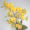 фото Фаленопсис Желтый Шоколад (Phalaenopsis Yellow Chocolate) Тайвань от магазина магазина орхидей Ангелок
