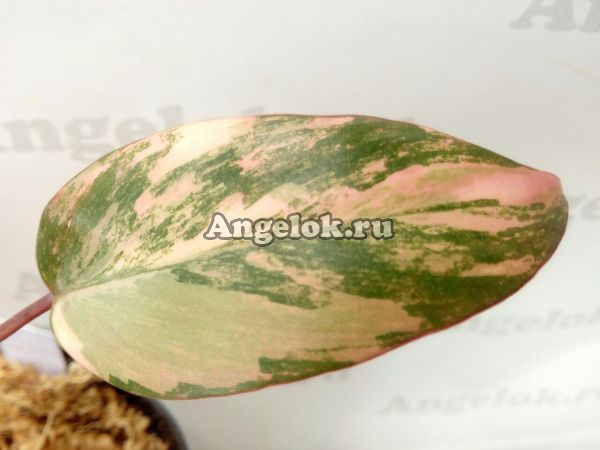 фото Филодендрон Черный Изумруд (Philodendron Black Emerald variegated) от магазина магазина орхидей Ангелок