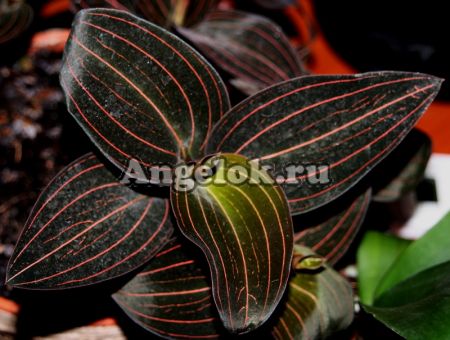 фото Лудизия (Ludisia) L-02 от магазина магазина орхидей Ангелок