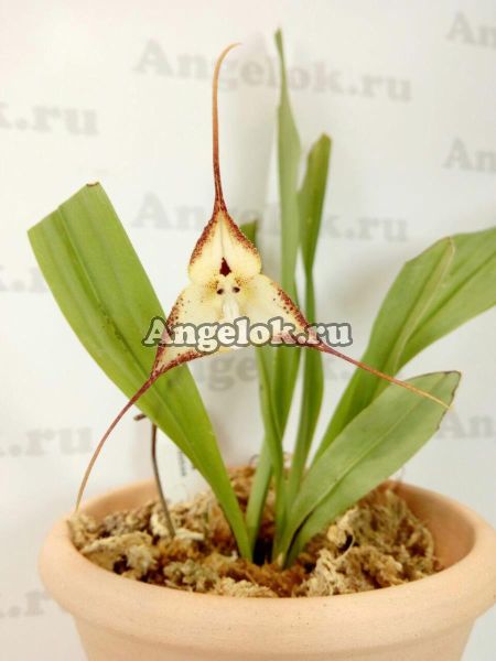 фото Дракула (Dracula cordobae) от магазина магазина орхидей Ангелок