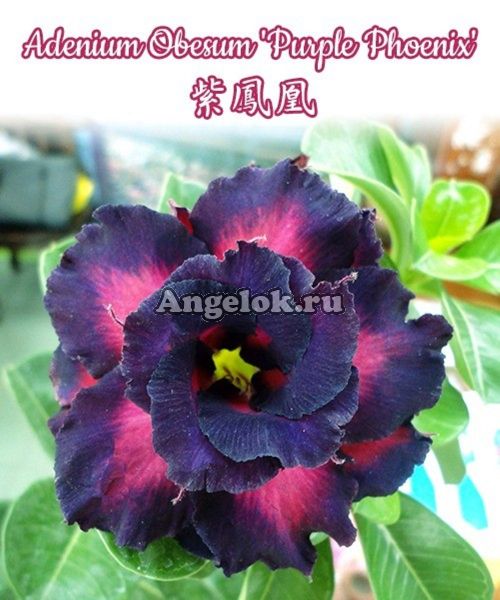 фото Адениум (Adenium obesum Purple Phoenix) от магазина магазина орхидей Ангелок