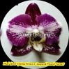 фото Фаленопсис (Phalaenopsis (Ever Spring Prince x Leopard Prince) '54262') Тайвань от магазина магазина орхидей Ангелок