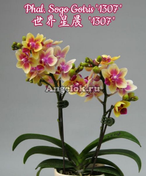 фото Фаленопсис Сого Готрис (Phalaenopsis Sogo Gotris '1307') Тайвань от магазина магазина орхидей Ангелок