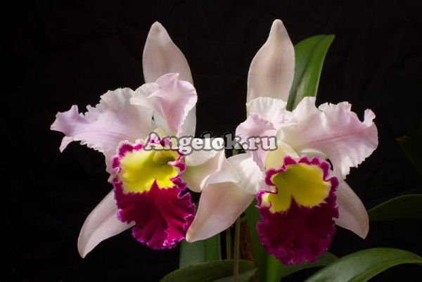 фото Каттлея (Rlc.Beauty Girl) Тайвань от магазина магазина орхидей Ангелок