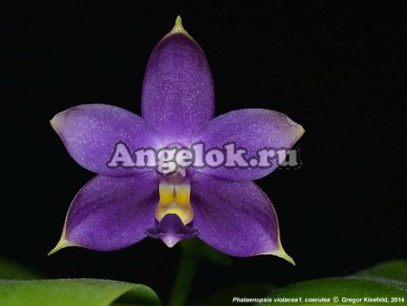 фото Фаленопсис Виолацея (P. Yaphon Evergreen × violacea v.indigo) Тайвань от магазина магазина орхидей Ангелок