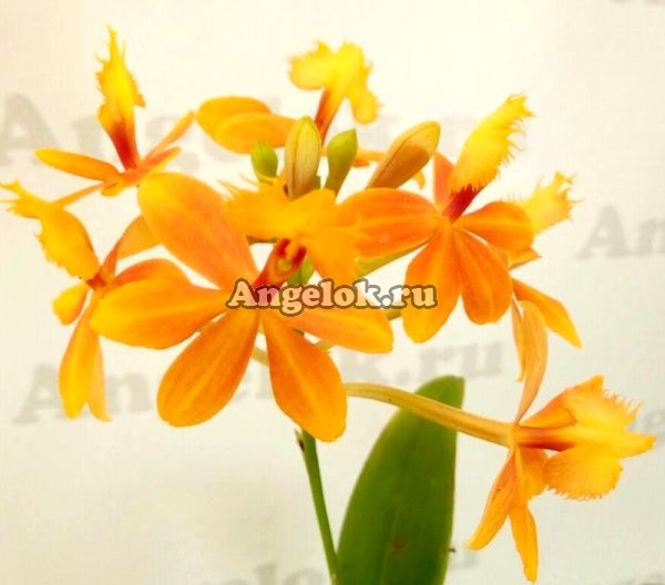 фото Эпидендрум укореняющийся (Epidendrum radicans) Тайвань от магазина магазина орхидей Ангелок