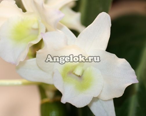 фото Дендробиум нобиле Аполлон (D.nobile Apollon) от магазина магазина орхидей Ангелок